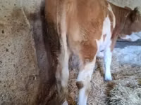 Krowa, Simmental cattle — zdjęcie 1