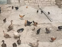Ducks — Foto 4