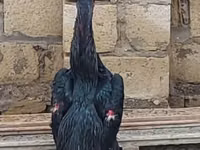 Shamo tavukları — foto 1