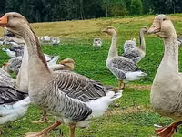Geese — foto 7