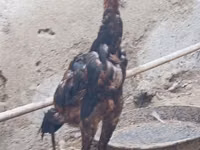 Chickens — foto 1