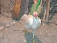 Chickens — الصورة 5