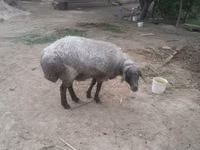 Owca, Owce — zdjęcie 2