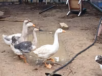 Geese — புகைப்படம் 5