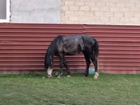 Aygʻir, Azerbaijan horse — 2-rasm