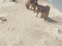 Cabras (lote, sexo no especificado), Cabras — foto 1
