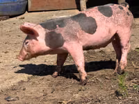 Boar, Pigs — photo 3