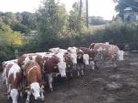 ثور, Simmental cattle — الصورة 5
