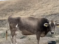 Vaca, Bovinos — foto 3