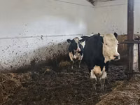 Sigir, Russian Black pied cattle — 2-rasm