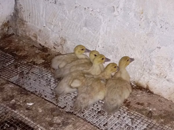 Ducks