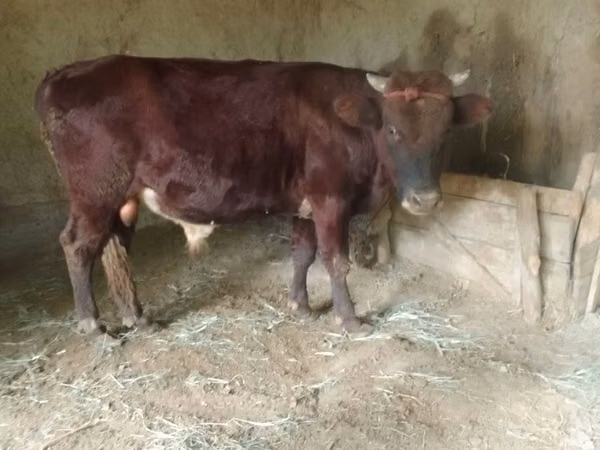 காளை, மாடுகள்