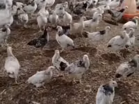 Chickens — foto 1