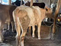 காளை, Simmental cattle — புகைப்படம் 7