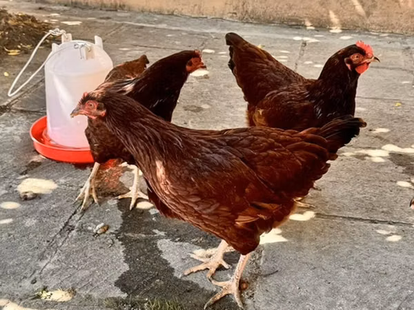 Rhode Island Red