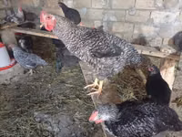 Chickens — 6-сурет