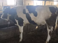 Touro, Simmental cattle — foto 6