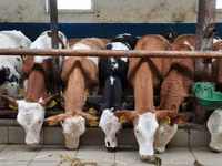 ثور, Simmental cattle — الصورة 1