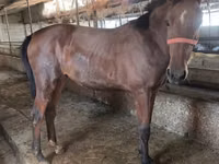 فرس, Thoroughbred horse — الصورة 6