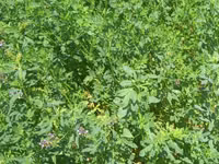 Hal hazirda Yonca (Medicago sativa) becerilib 3 hektar torpaq sahəsi — foto 1