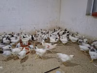 Chickens — foto 2