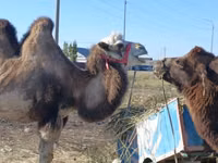 Dişi dəvə, Kazakh Bactrian camel — foto 2