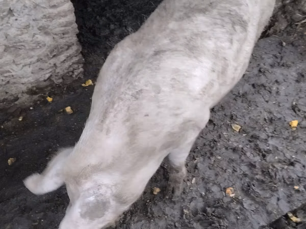 Sow, Pigs