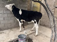 பசு, Russian Black pied cattle — புகைப்படம் 3