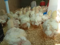 Chickens — फ़ोटो 2