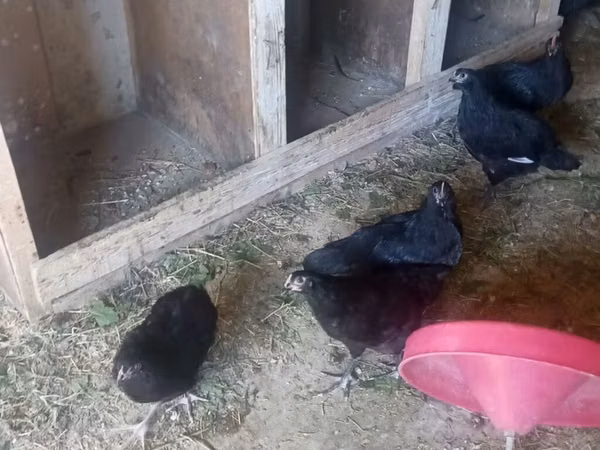 Australorp