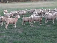 Qoyun, Ile-de-France sheep — foto 3