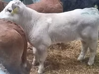 ثور, Simmental cattle — الصورة 2