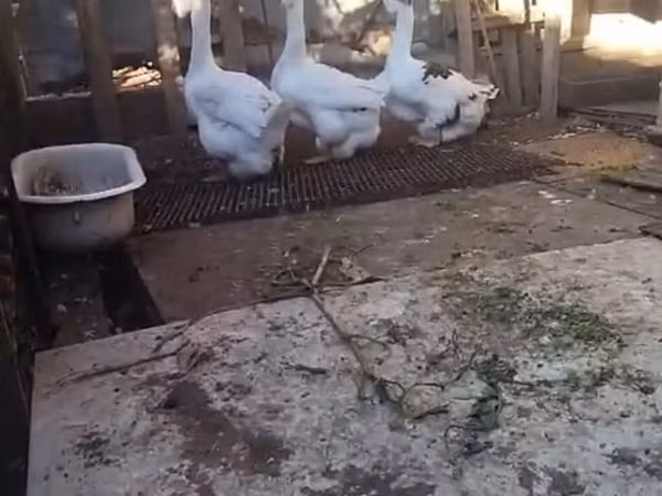 Geese