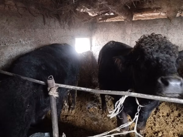 Bull, Aberdeen-Angus