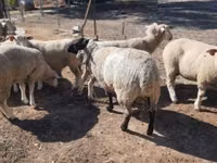 Qoʻchqor, Ile-de-France sheep — 4-rasm