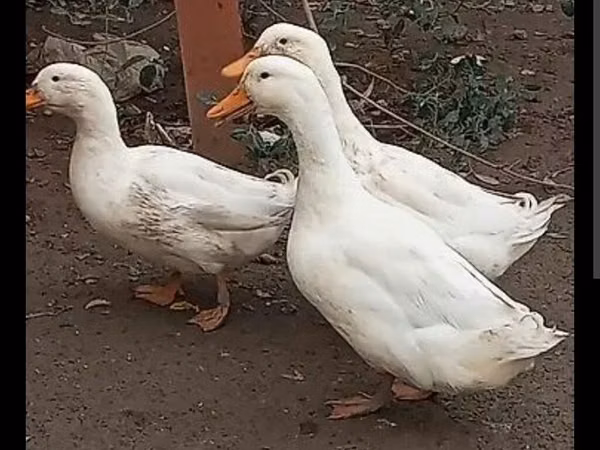 Ducks — அசர்பைஜான்