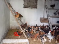 Chickens — Foto 1