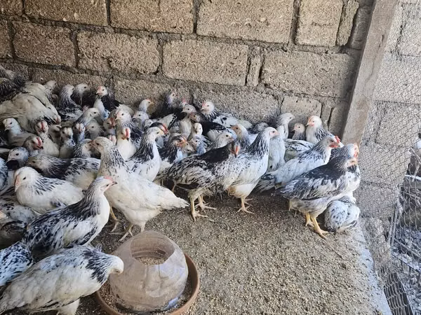 Chickens