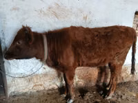 Cow, Cattle — photo 3