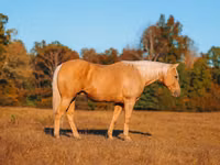 Айғыр, Quarter Horse — 6-сурет