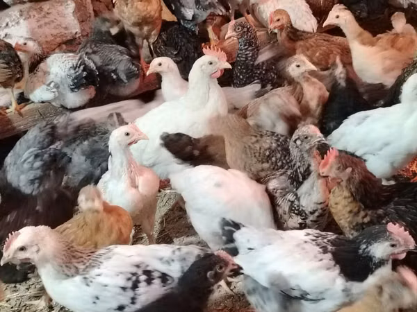 Chickens