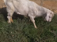 Cabro, Saanen goat — foto 3