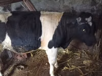ثور, Russian Black pied cattle — الصورة 2