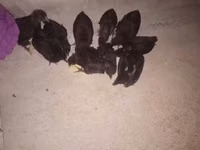 Australorp — zdjęcie 2