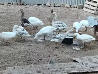 Geese — foto 2
