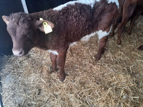 Bulle, Limousin-Kuh