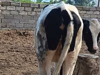 Vaca, Simmental cattle — foto 3