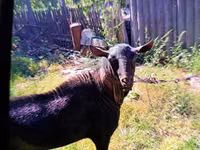 ஆண் வெள்ளாடு, Murcia-Granada goats — புகைப்படம் 2