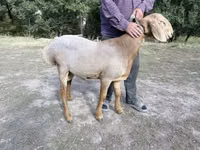 公羊, Arashan sheep — 照片 1