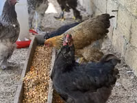 Brahma — foto 2